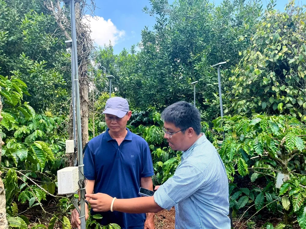 Ông Hoàng Quốc Trung hướng dẫn nông dân Đỗ Văn Ánh vận hành hệ thống đo lường nhu cầu nước của cây cà phê. Ảnh: ĐỨC HIỀN Thí nghiệm do Úc tài trợ giúp nông dân Tây Nguyên tiết kiệm nước