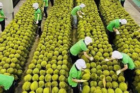 Giải mã những khó khăn ảnh hưởng đến vị thế xuất khẩu nông sản Việt Nam