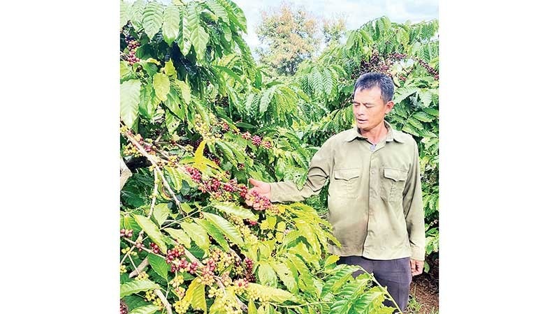 Nhờ chuyển đổi sản xuất theo hướng hữu cơ, chất lượng sản phẩm nông nghiệp Đắk Nông ngày càng được nâng cao.