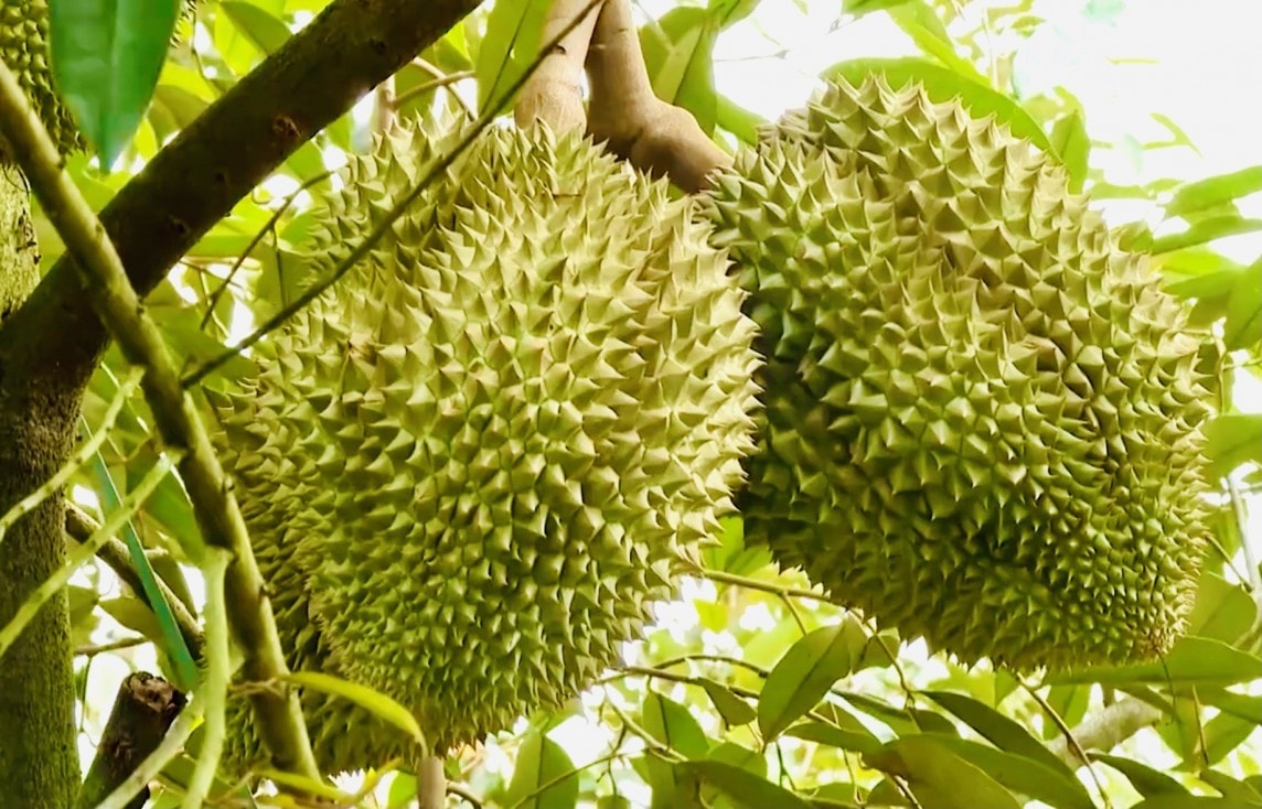 Giá sầu riêng hôm nay 235 Ổng định