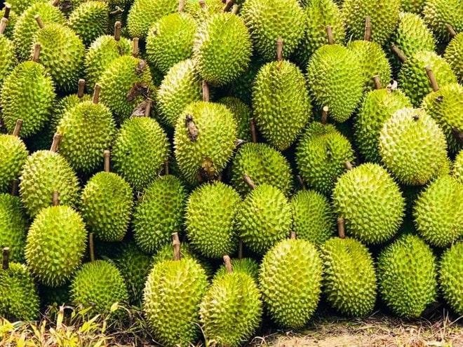 Hơn 90% sản lượng sầu riêng Việt Nam được tiêu thụ tại thị trường Trung Quốc. (Ảnh: PV/Vietnam+) saurieng.jpg