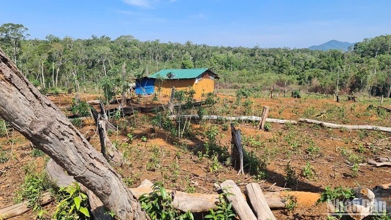 Nhiều diện tích rừng trên lâm phần do Công ty TNHH MTV Đắk N'Tao quản lý đã bị người dân lấn chiếm canh tác, làm nhà ở.