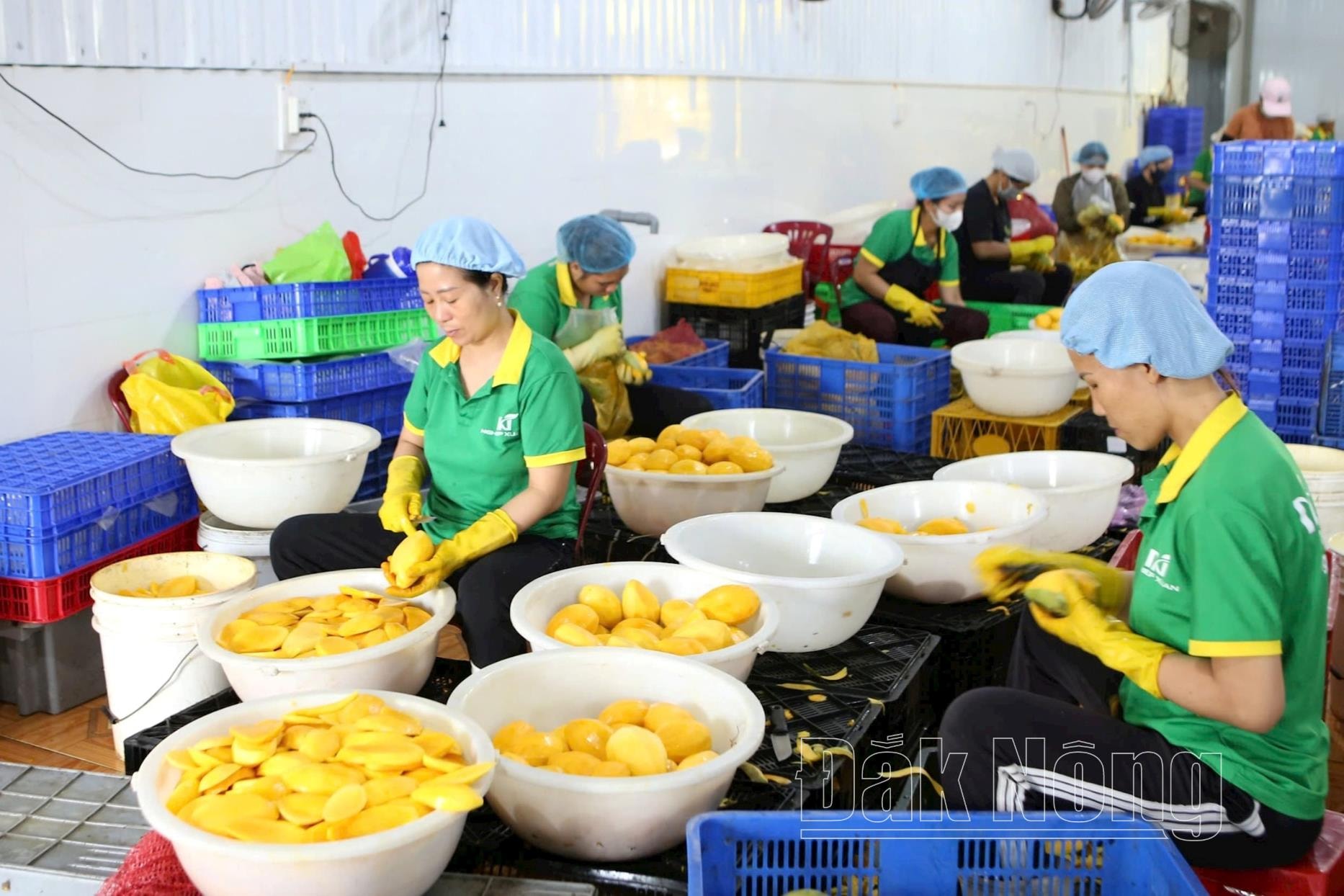 Công ty TNHH Thương mại xuất nhập khẩu Nghiệp Xuân (Gia Nghĩa) hiện chưa xin được thủ tục chuyển đổi mục đích sử dụng đất cho các nhà xưởng chế biến nông sản