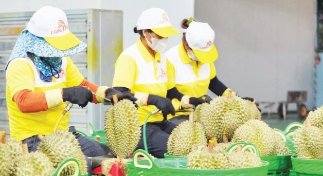 Doanh nghiệp tại Lâm Đồng tuyển chọn sầu riêng bảo đảm tiêu chuẩn xuất khẩu.