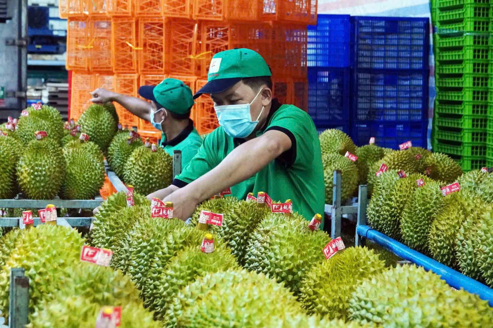 Giá sầu riêng hôm nay 295 Ưu tiên thông quan mặt hàng sầu riêng