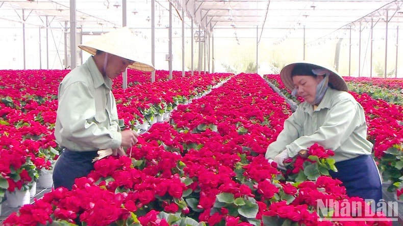 Lâm Đồng sẽ là “trạm sạc” sức khỏe cho du khách ảnh 4
