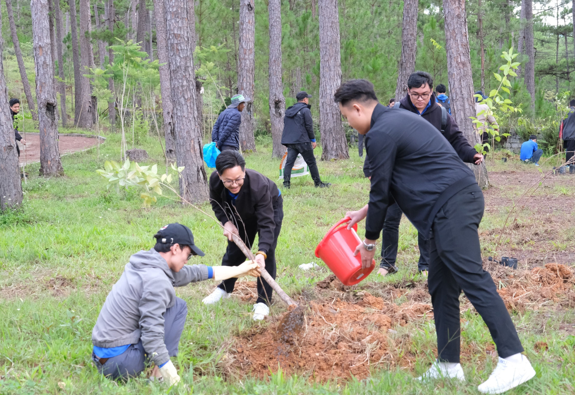 Đoàn viên, thanh niên ra quân trồng 200 cây mai anh đào trong khuôn viên Vườn quốc gia Bidoup Núi Bà