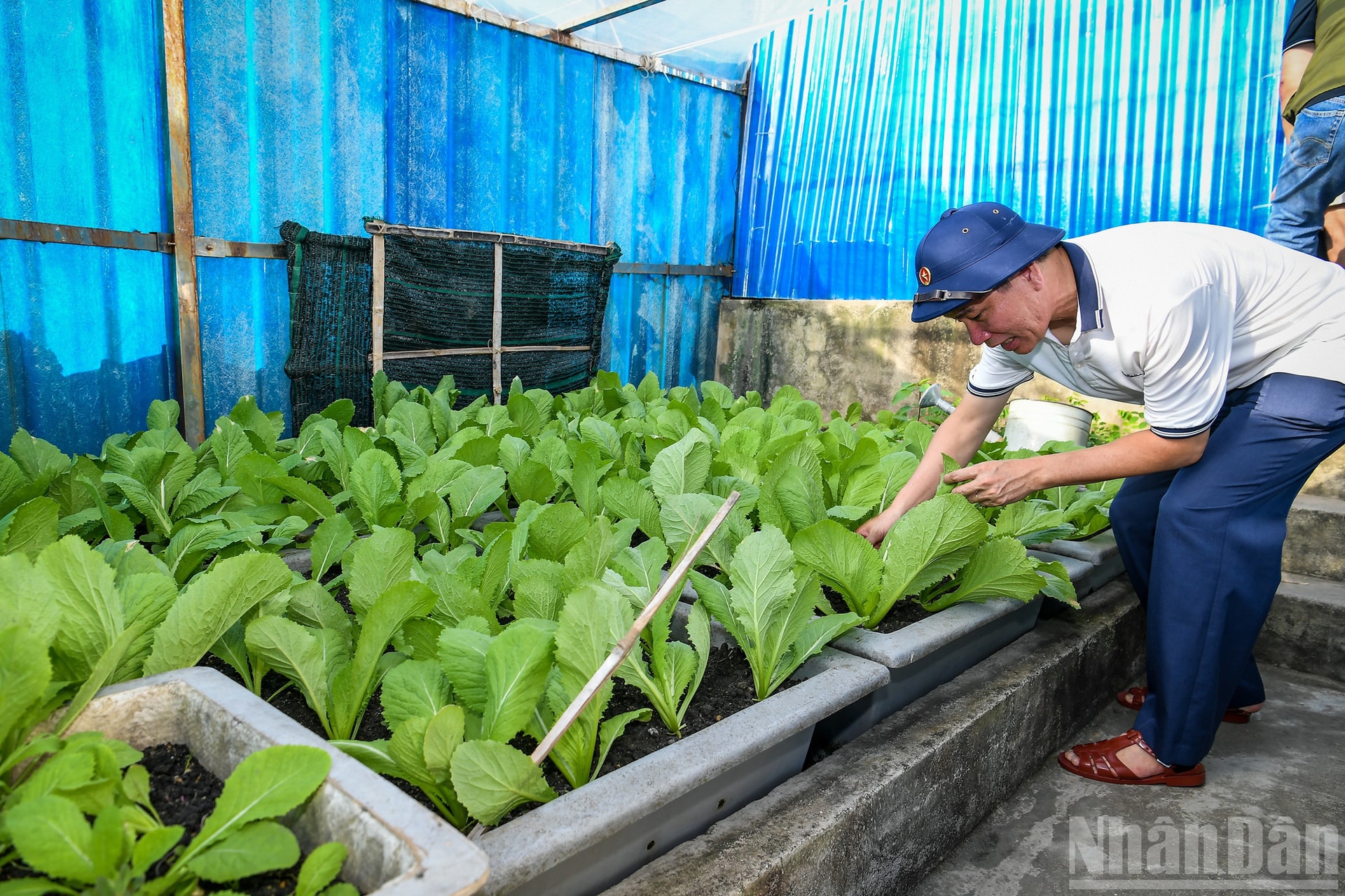 Nhà báo Thành Châu (Báo Nhân Dân) thăm vườn rau tại đảo Đá Thị. ndo_br_42a.jpg