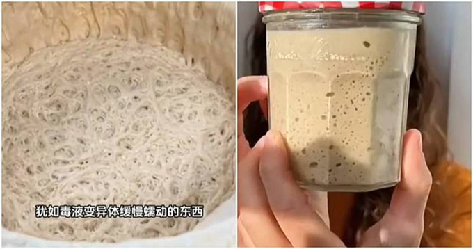 Nhiều người trẻ Trung Quốc nuôi nấm men vì chúng dễ chăm sóc.