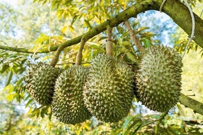 Giá sầu riêng hôm nay 66 Thị trường ổn định