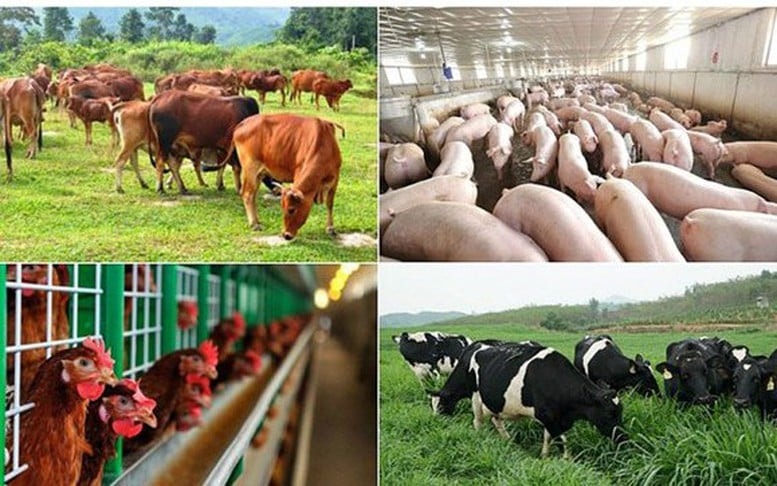 Điều kiện hỗ trợ khắc phục dịch bệnh động vật từ ngày 25/7/2025 (Hình ảnh từ Internet)