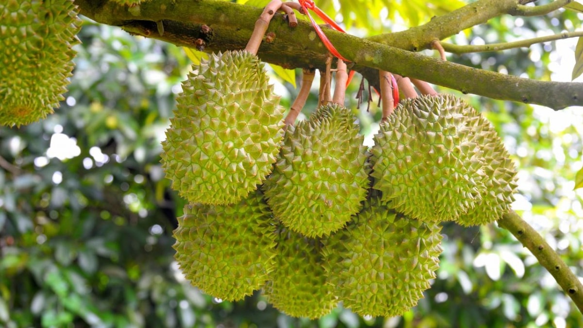  Giá sầu riêng hôm nay 86 Thị trường tăng giá