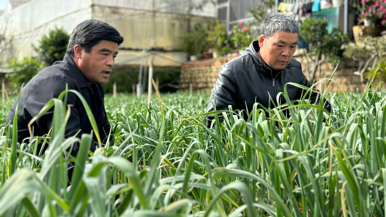Nông dân khu Thánh Mẫu sẵn sàng với cây tỏi tím Israel