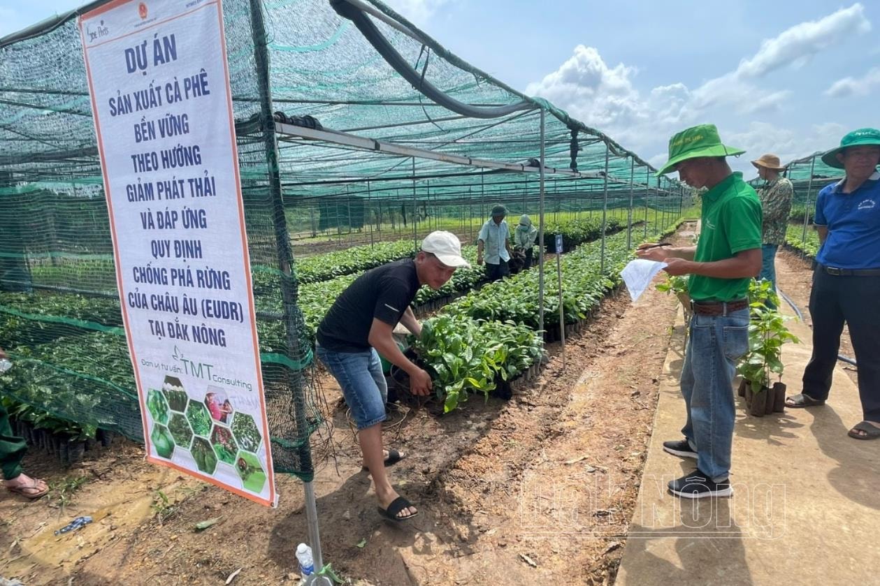 Dự án hỗ trợ giống cà phê cho người dân xã Đắk D'rô, huyện Krông Nô tái canh