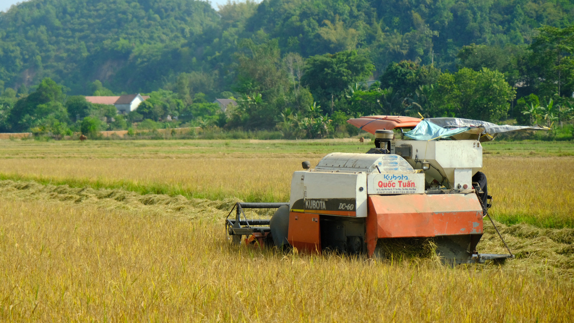Huyện Đạ Huoai có 1.260,5 ha lúa được UBND tỉnh Lâm Đồng quy hoạch vùng trồng lúa có năng suất, chất lượng cao