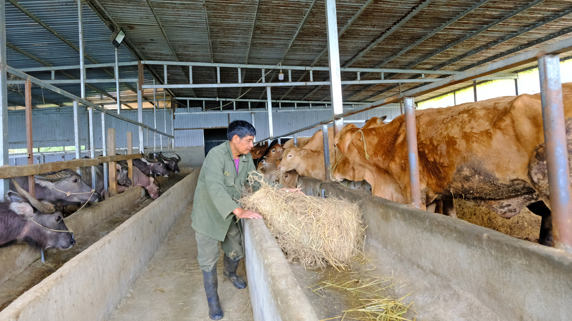 Mô hình chăn nuôi trâu, bò thương phẩm của ông Dơng Gur Ha Bông, cho hiệu quả kinh tế cao