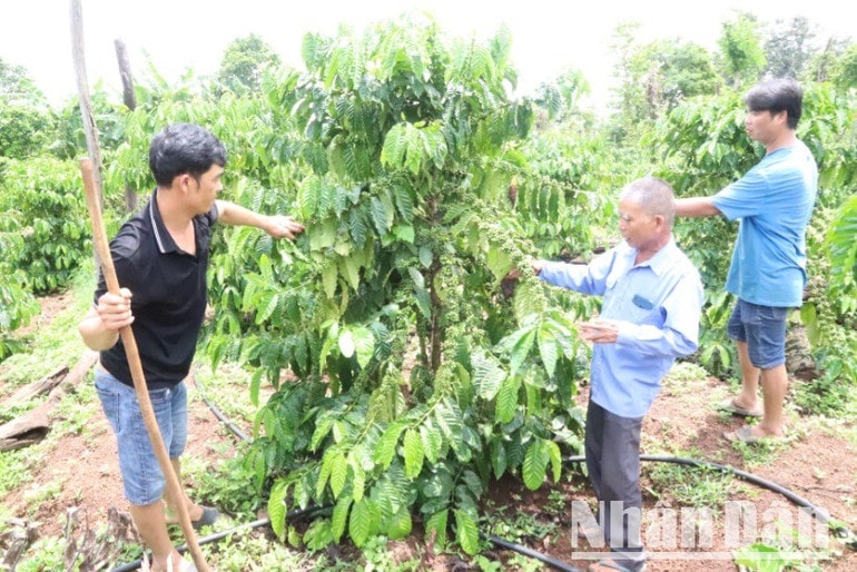 Nông dân huyện Cư M'gar chăm sóc cà-phê. img-9713-4115.jpg