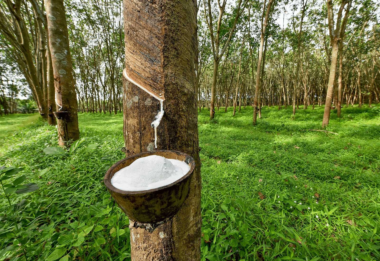 Giá cao su hôm nay 126 Tiếp đà tăng hơn 1