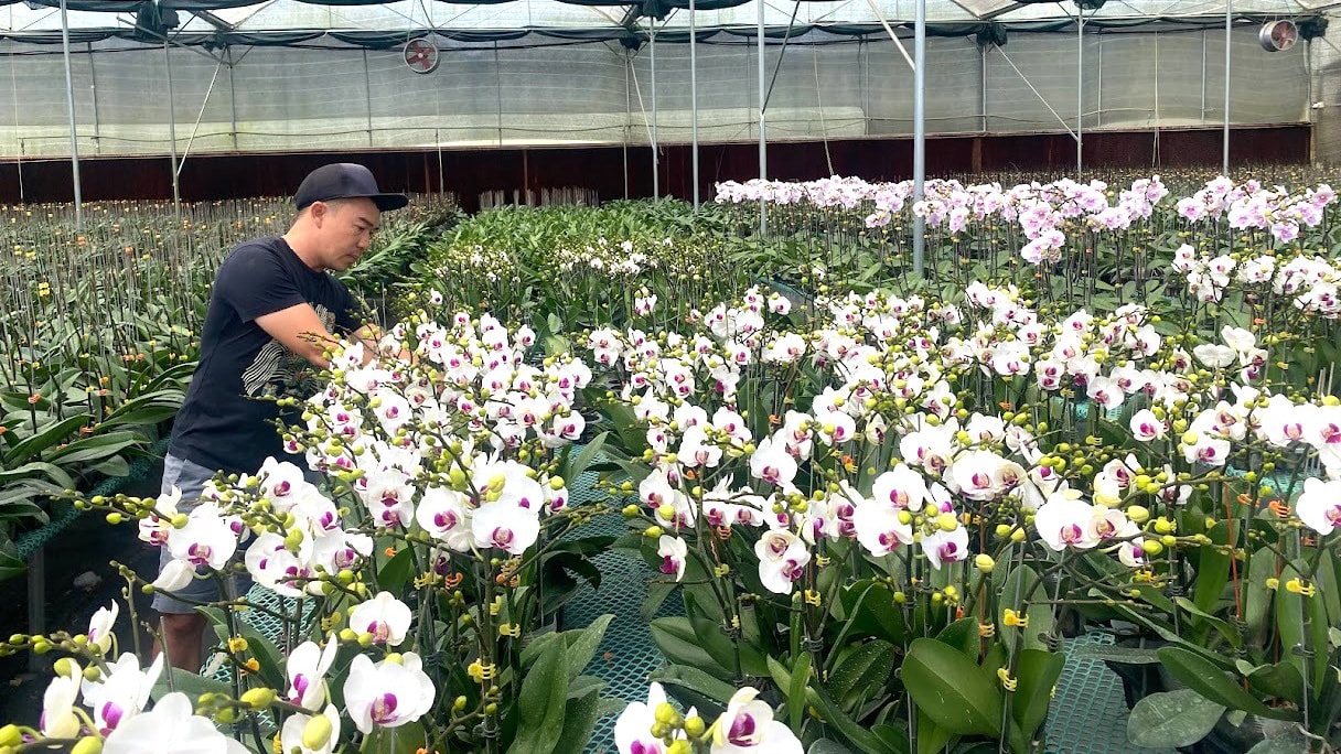 Chăm sóc hoa lan hồ điệp bằng công nghệ tưới tiên tiến, tiết kiệm trên địa bàn huyện Di Linh