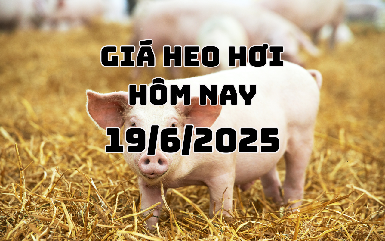 Giá heo hơi hôm nay 19 6 2025 Chững giá ở mức 68.000 - 73.000 đồng kg