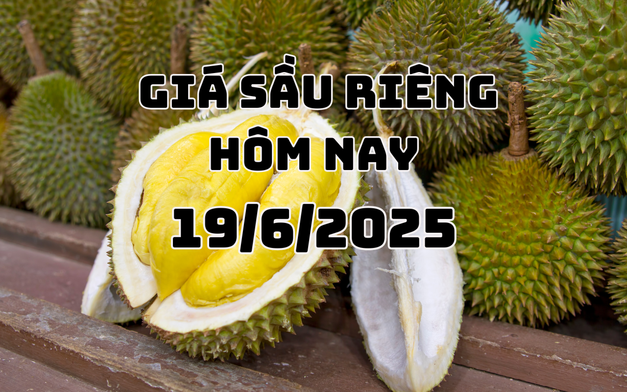 Giá sầu riêng hôm nay 19 6 2025 3 miền lặng sóng