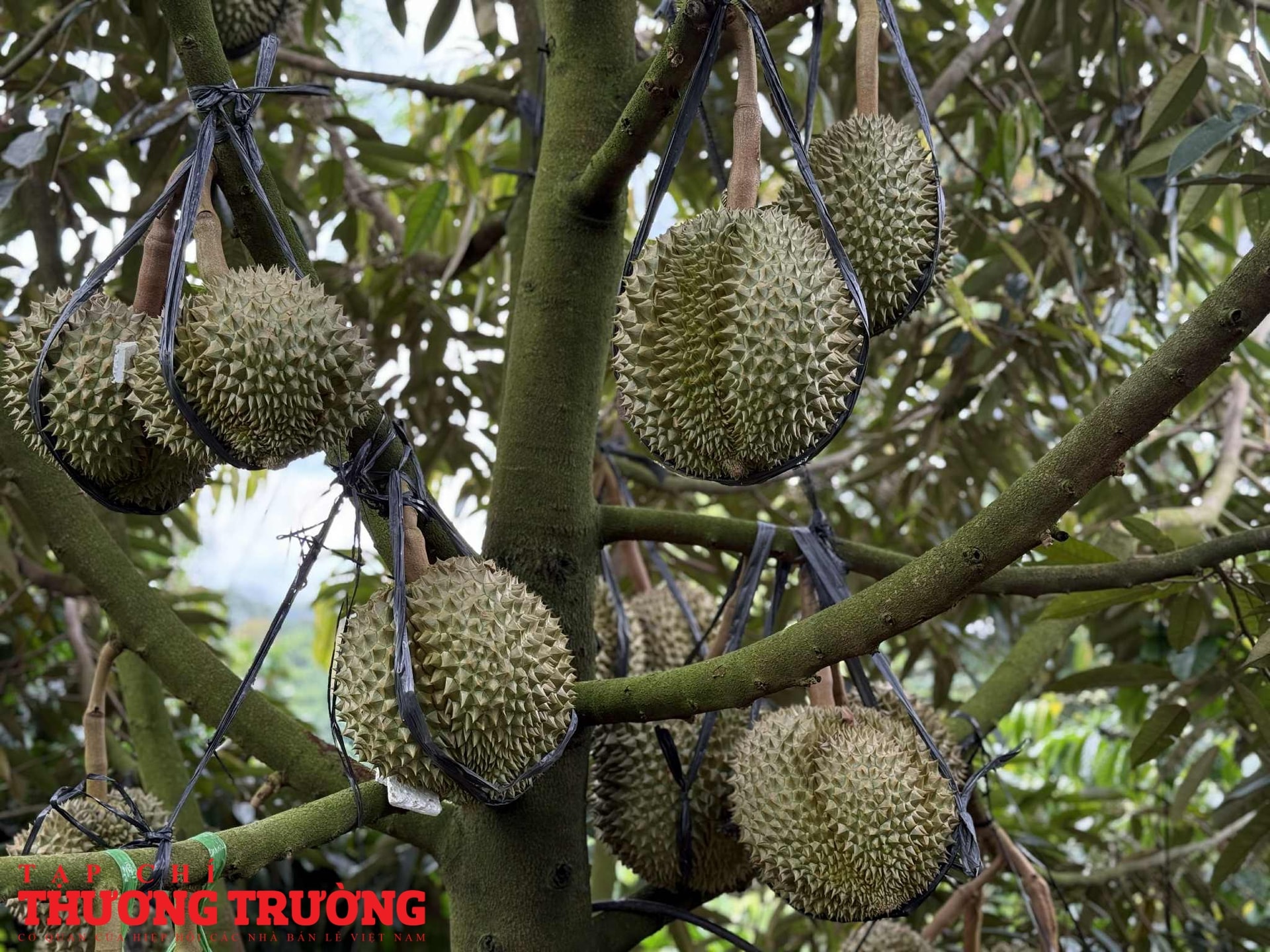 Nhà vườn chìm trong lo âu khi sầu riêng chưa kịp lớn đã bị sượng thương lái bỏ cọc
