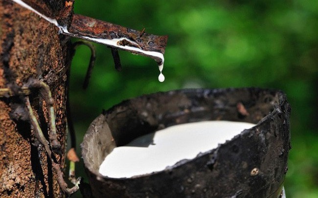 Giá cao su hôm nay 256 Cao su thế giới biến động trái chiều