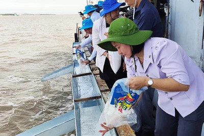 Sóc Trăng thả hơn 1,5 triệu con tôm giống ra biển.