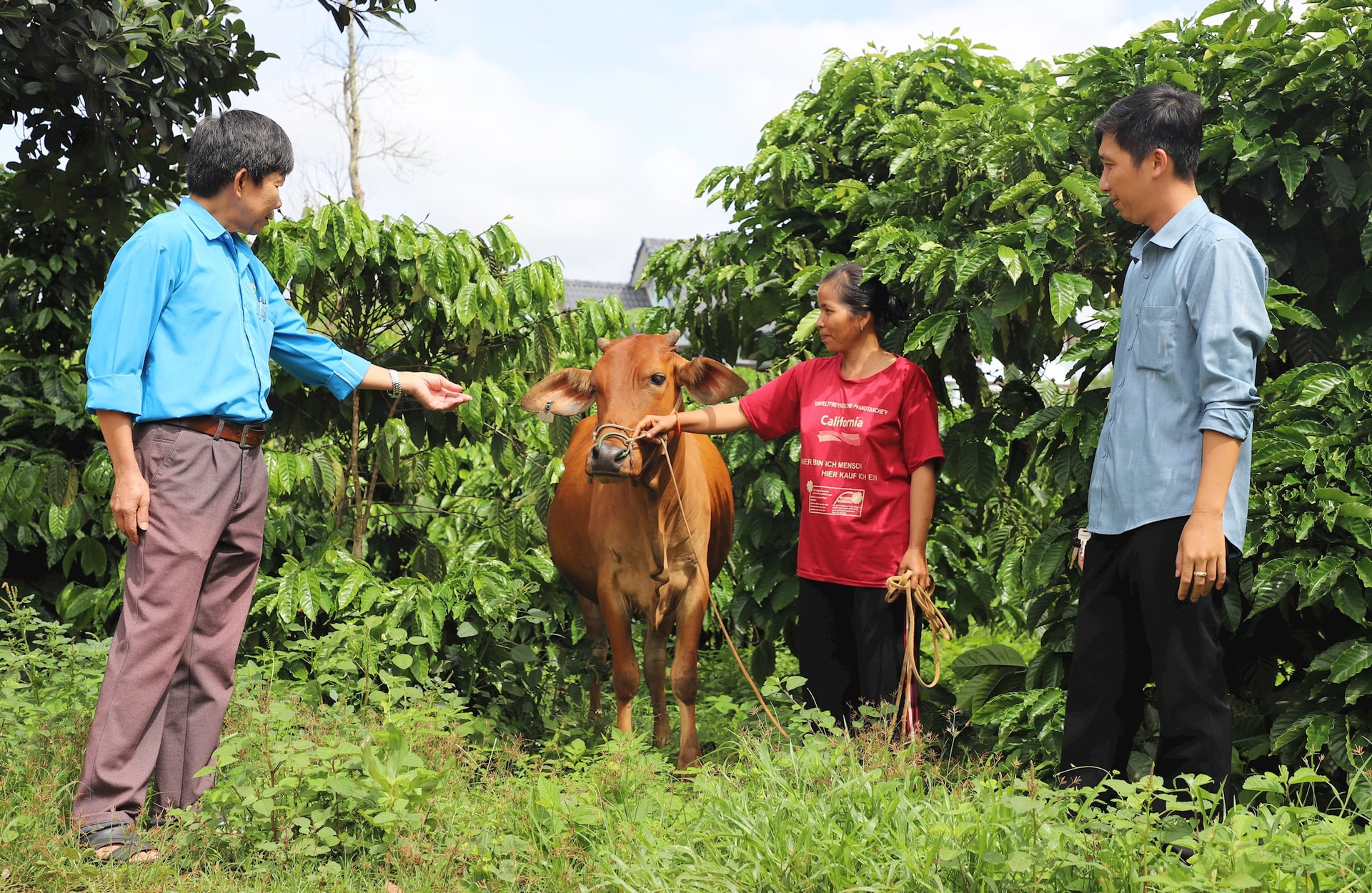 Chương trình trao bò tạo sinh kế cho các hộ dân người Ê Đê ở xã Tâm Thắng, huyện Cư Jút mang lại hiệu quả thiết thực