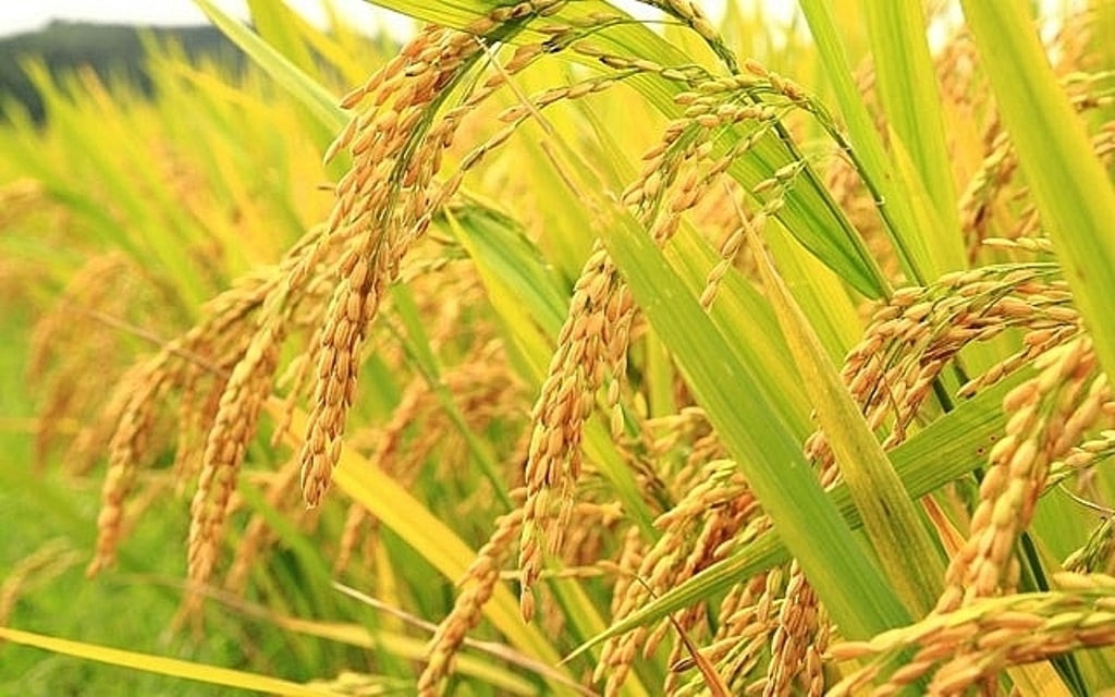 Ban hành giá thóc thu thuế sử dụng đất nông nghiệp tại TPHCM từ ngày 10/7/2025