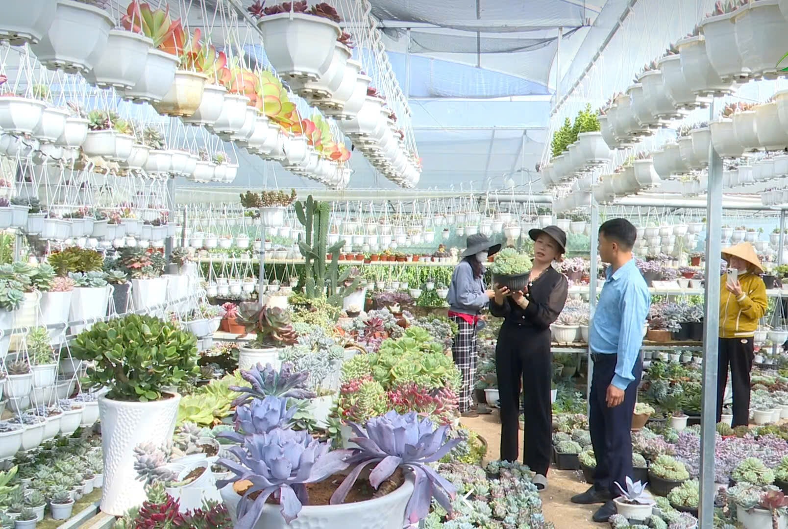 Vườn sen đá của chị Trần Thị Mai (xã Tân Hà Lâm Hà) là mô hình làm kinh tế mới của người dân địa phương