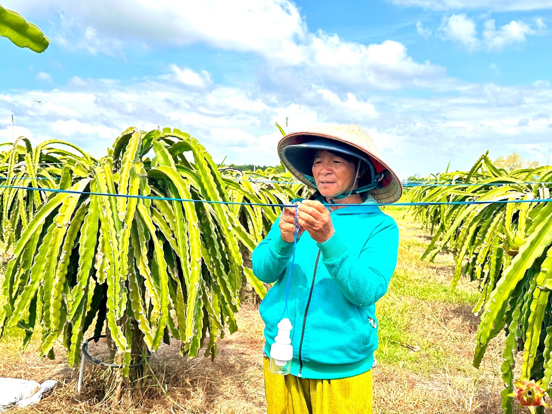 Bà Đoan và vườn thanh long chong đèn