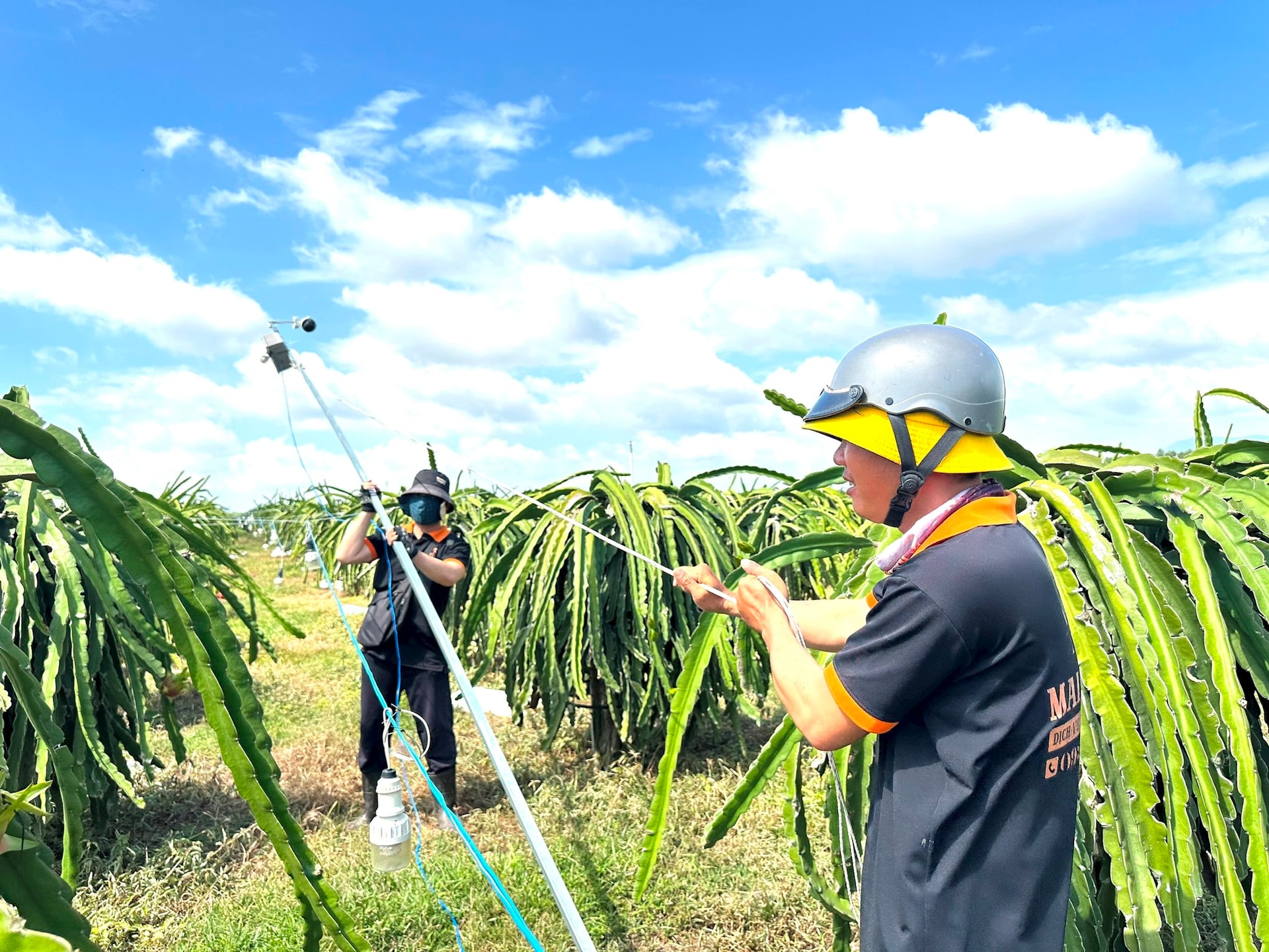 Lắp đặt camera giám sát tại vườn thanh long