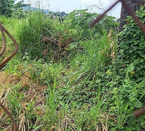 Trộm cắt lưới để trộm bóng đèn