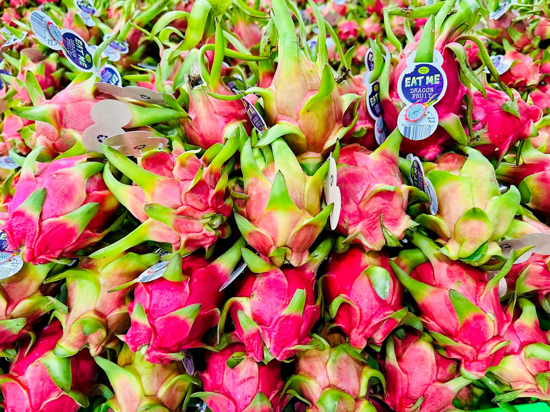 Globální dračí ovoce GAP se připravuje na export do Evropy (foto: Kieu Hang).