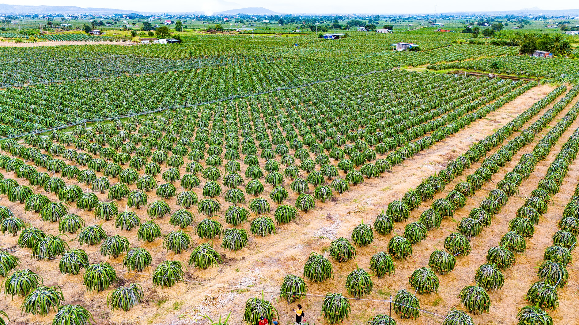 Trang trại thanh long nhìn từ trên cao (ảnh Ngọc Lân).