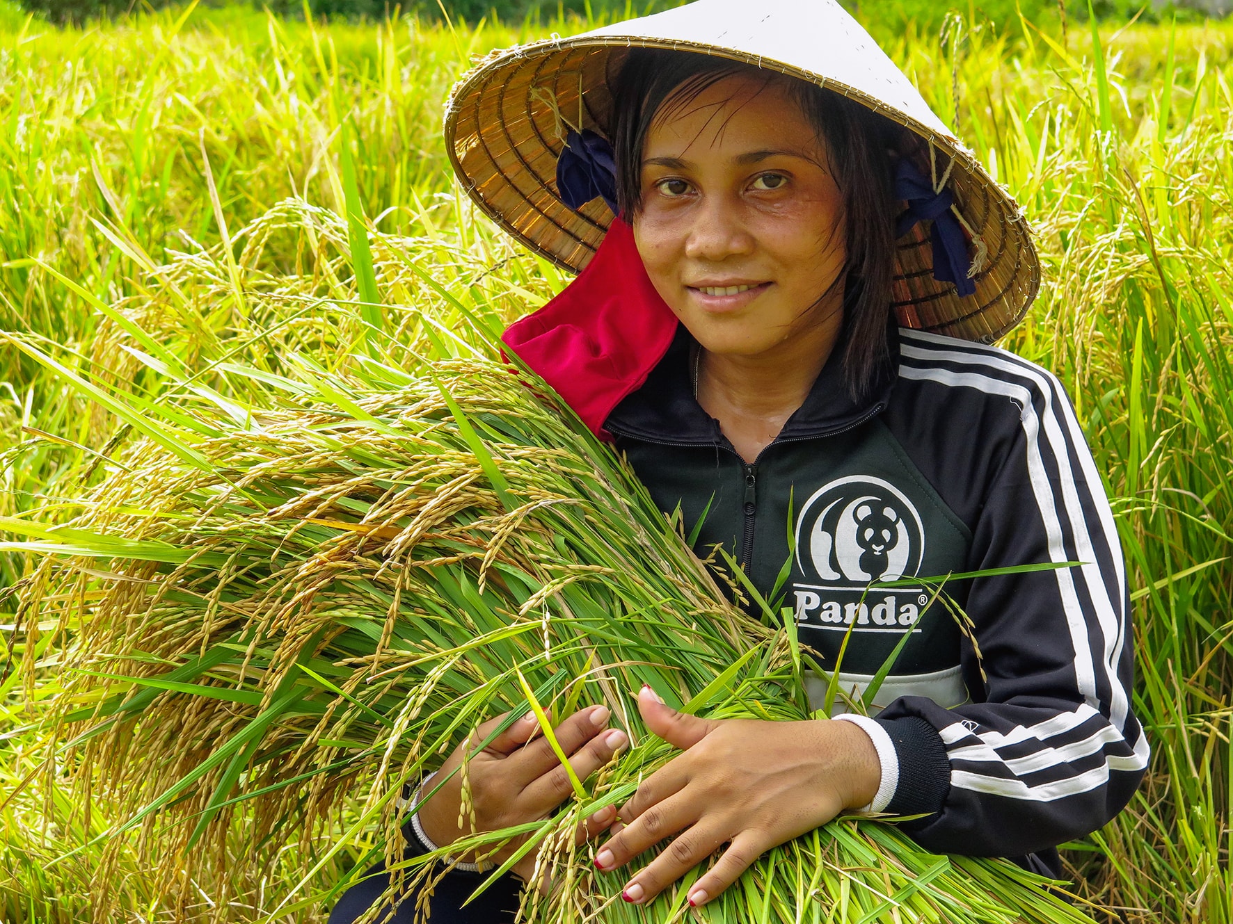 Thu hoạch lúa nước của bà con dân tộc thiểu số xã Hàm Thuận, Lâm Đồng (ảnh N. Lân) (1)