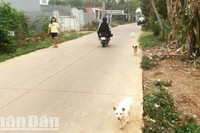 Hiện nay thời tiết ở Đắk Lắk đang bước vào thời kỳ cao điểm của mùa khô năm 2025, nhưng tình trạng nuôi chó thả rông vẫn diễn ra tràn lan nên nguy cơ đàn chó mắc bệnh dại có chiều hướng gia tăng.