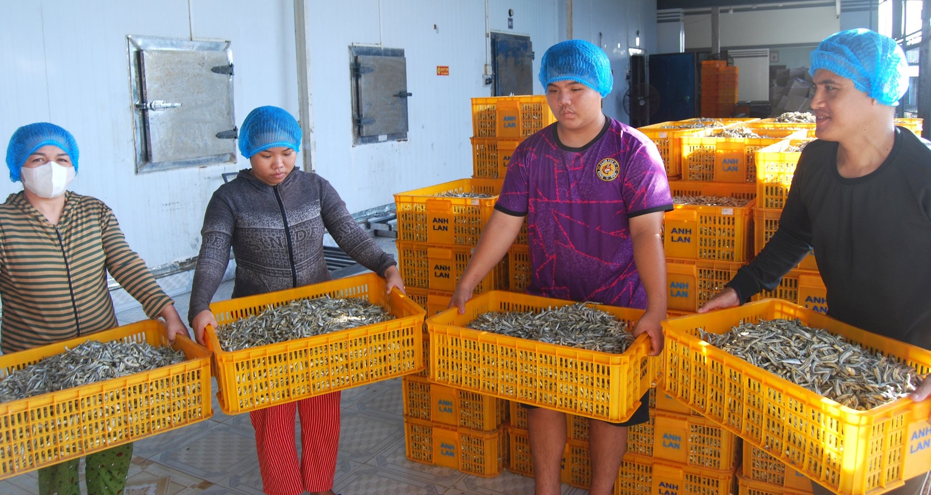 Anh Lan anchovy purchasing and processing facility (Mui Ne ward), a member of Ham Kiem Dragon Fruit Production Service Cooperative, Lam Dong province, gathers export products.