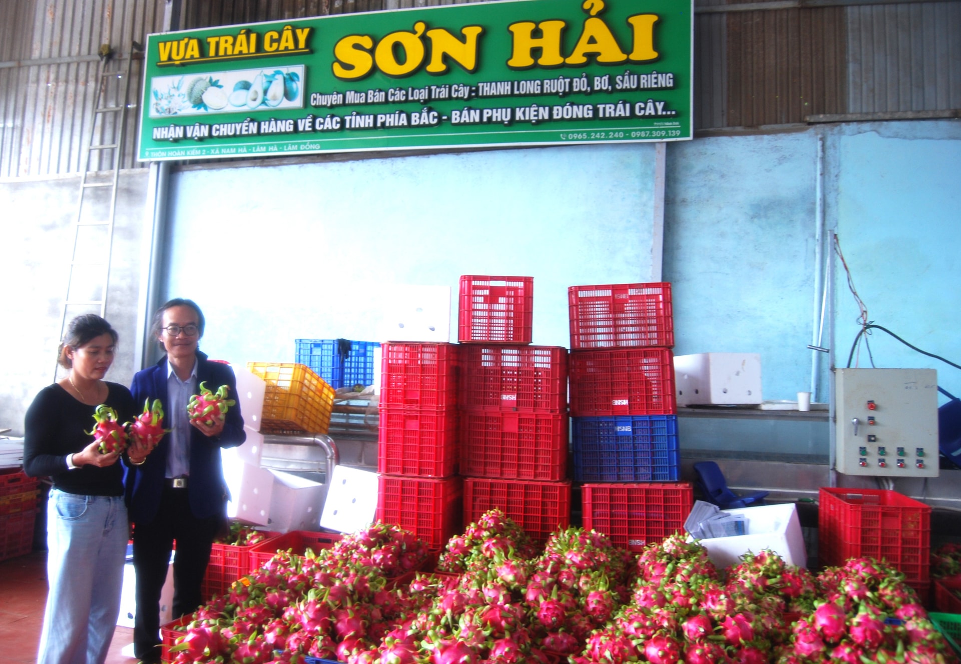In July 2025, every day Son Hai High-tech Agricultural Cooperative, Nam Ban Lam Ha commune, Lam Dong province purchased about 10 tons of dragon fruit and avocado from farmers.