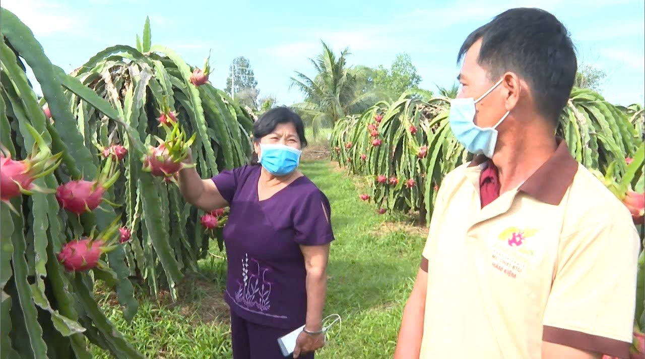 Dragon fruit growing area meets organic standards for high-end domestic and export markets of Ham Kiem Dragon Fruit Production Service Cooperative, Lam Dong province (2)