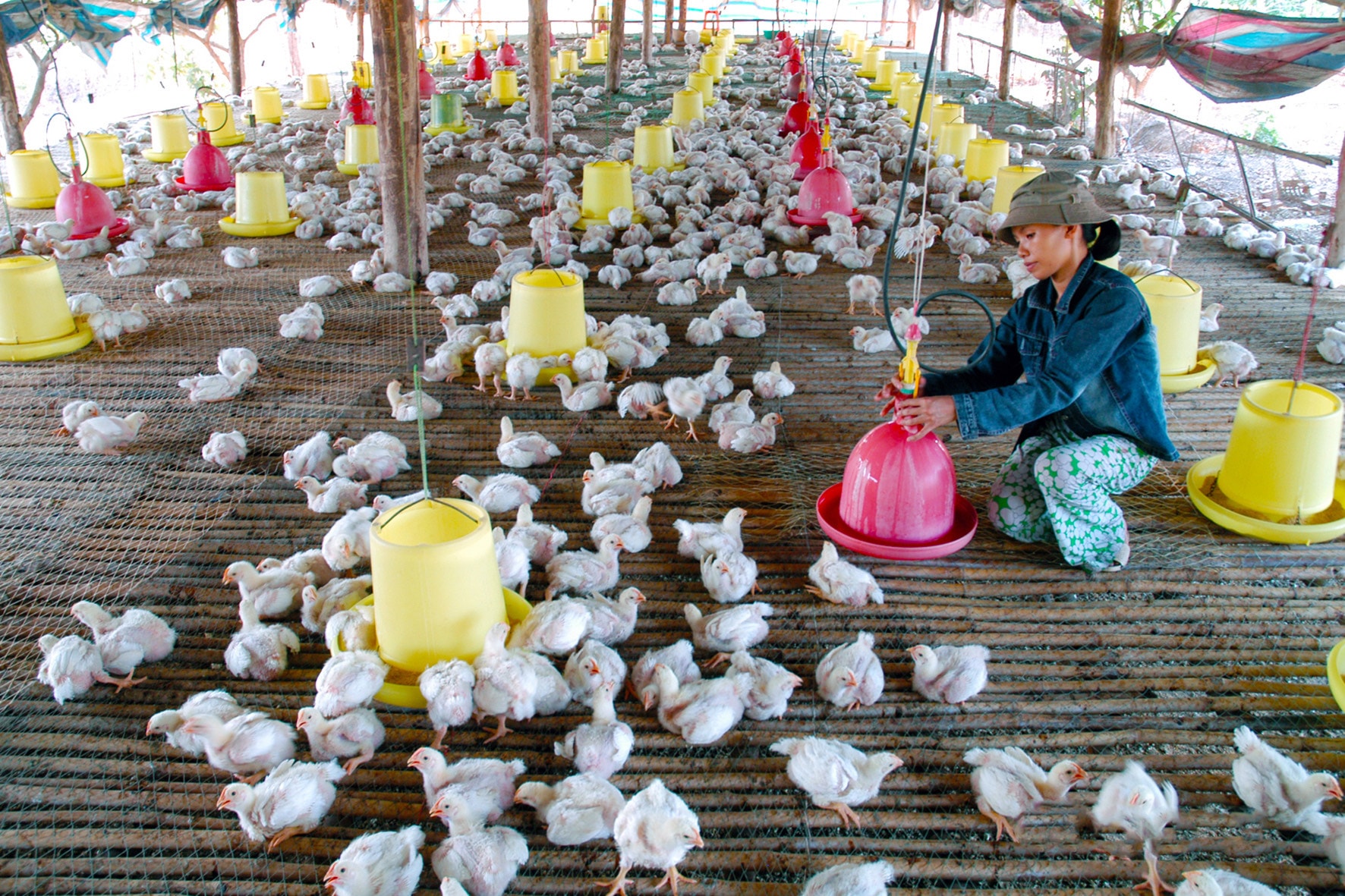 รูปแบบการเลี้ยงไก่แบบอุตสาหกรรมในฮัมทัน (ลัมดง) ภาพโดย: หง็อกลาน