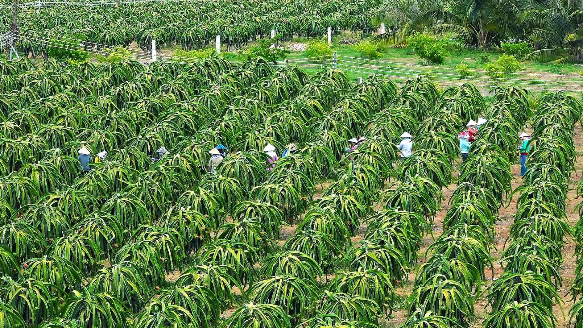 Trồng thanh long công nghệ cao ở Tân Thành (ảnh N. Lân) (2)