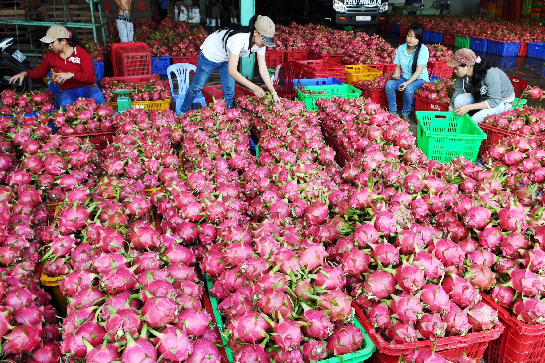 Thu mua kinh doanh thanh long trên địa bàn phường Bình Thuận (ảnh N. Lân)