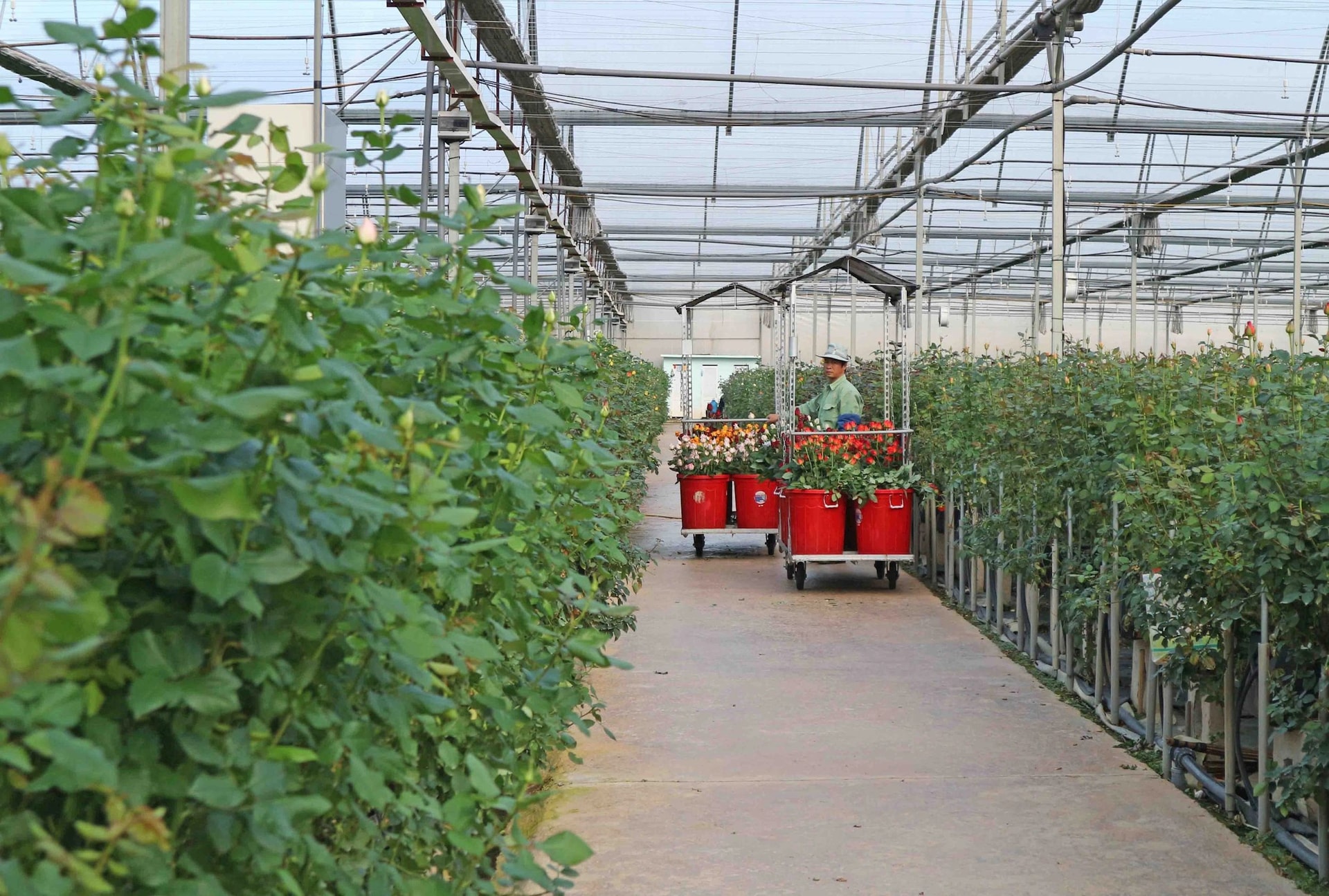 hinh-1-thu-hoach-hoa-tai-dalat-hasfarm-lam-vien-1753352937141364544256_1.jpg