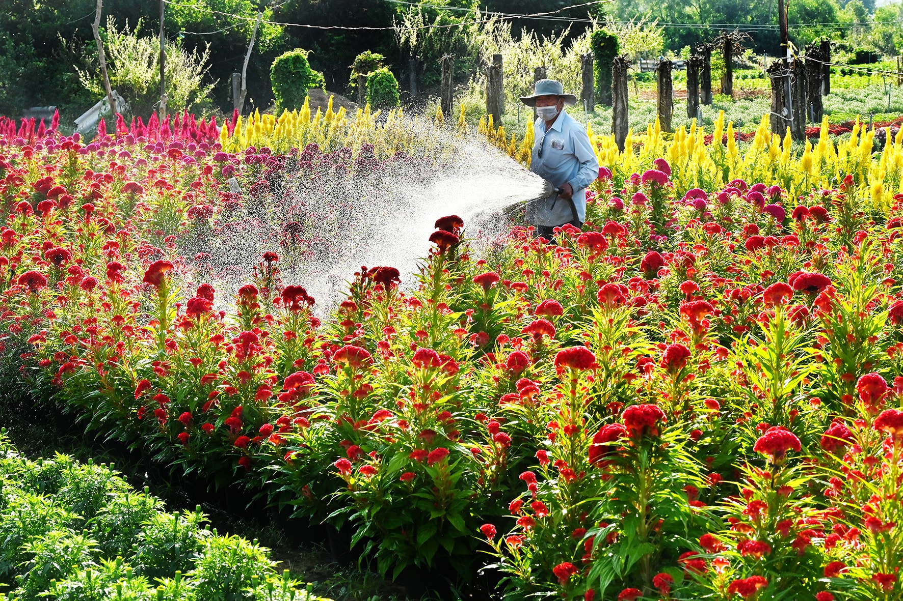 Nông dân xã Tuyên Quang trồng hoa (ảnh Đình Hòa)