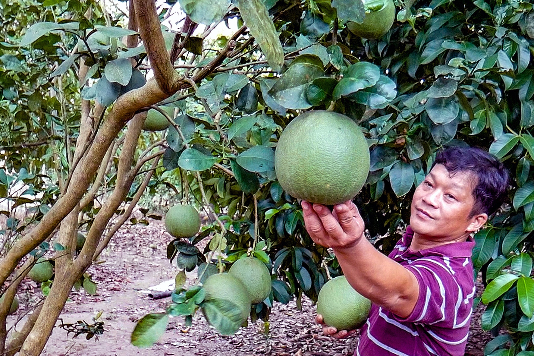 Vườn bưởi da xanh ở xã Trà Tân (ảnh N. Lân)