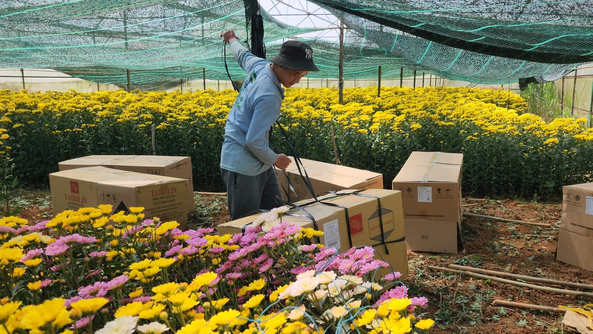 Nông dân làng hoa Thái Phiên thu hoạch hoa cúc