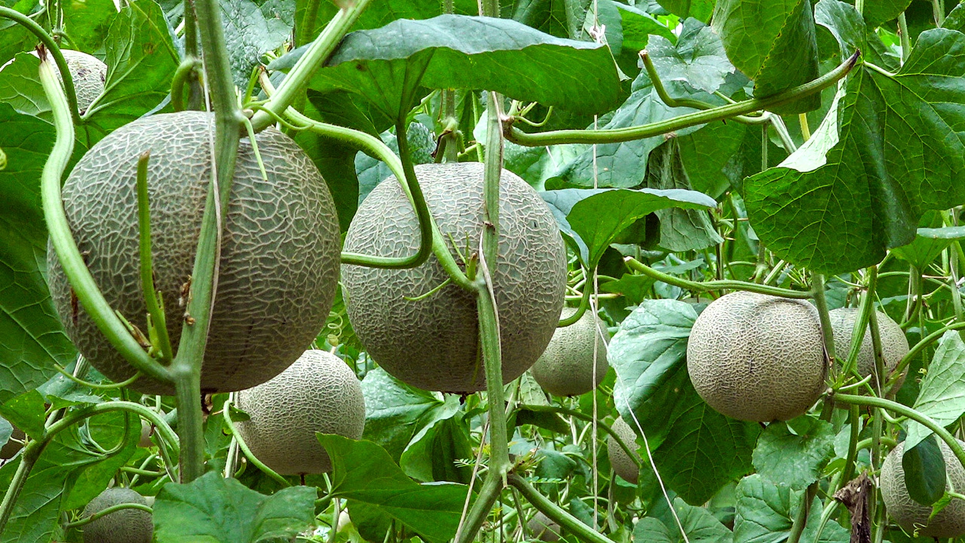 Dưa lưới