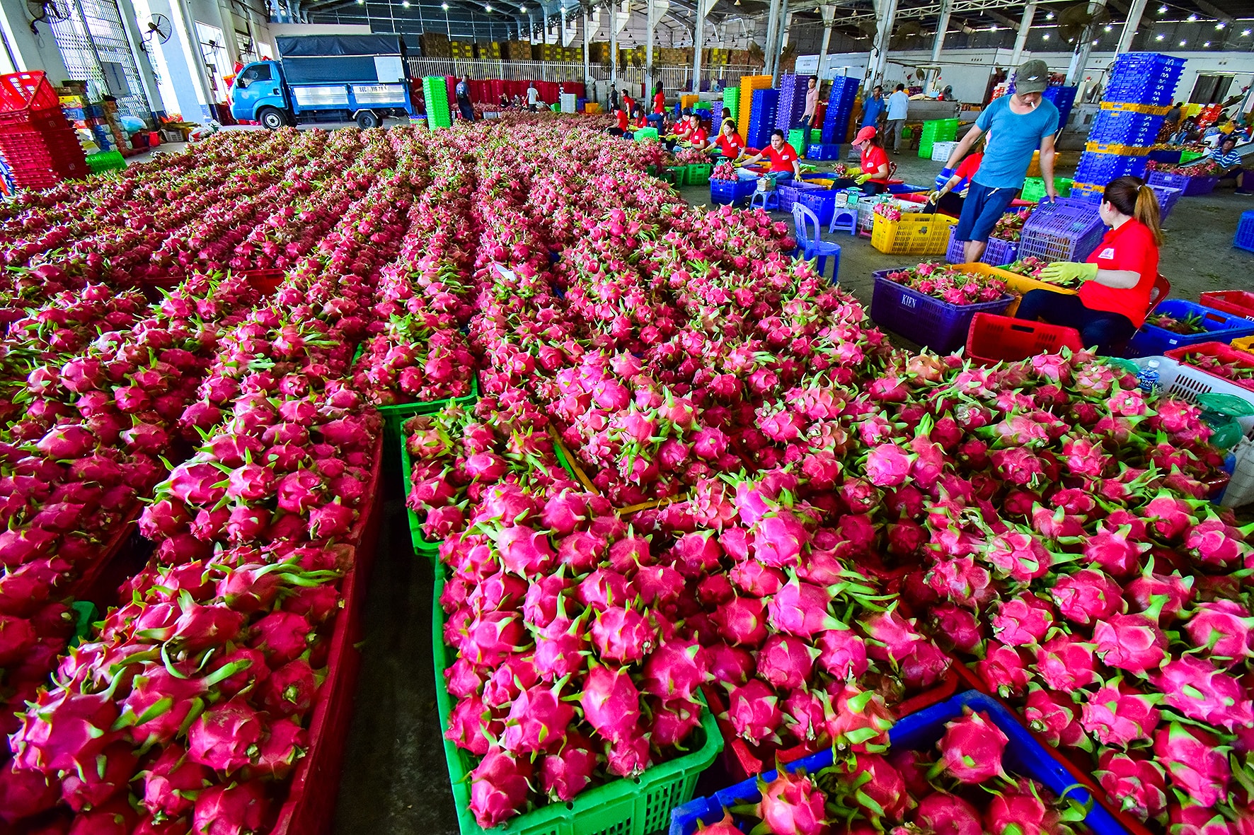 Thu mua thanh long để xuất khẩu (1)